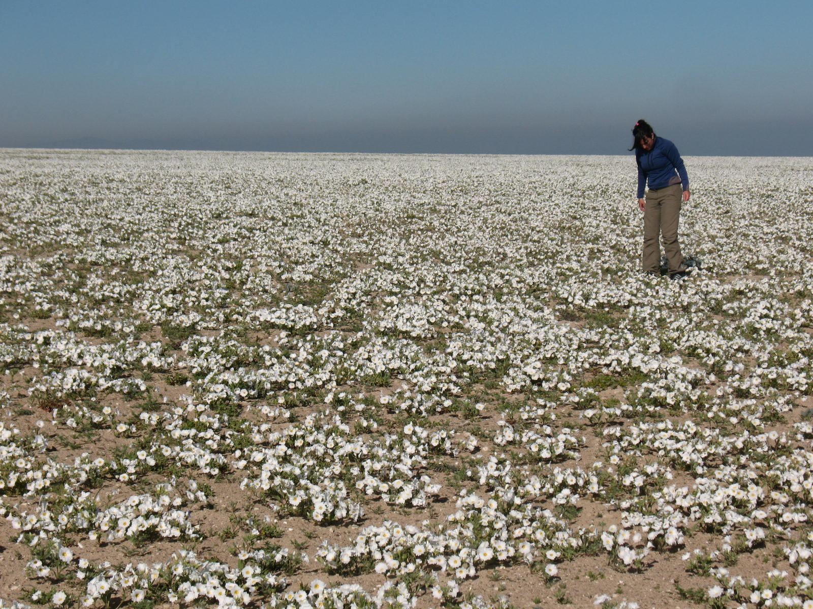 Flores del desierto de Atacama
